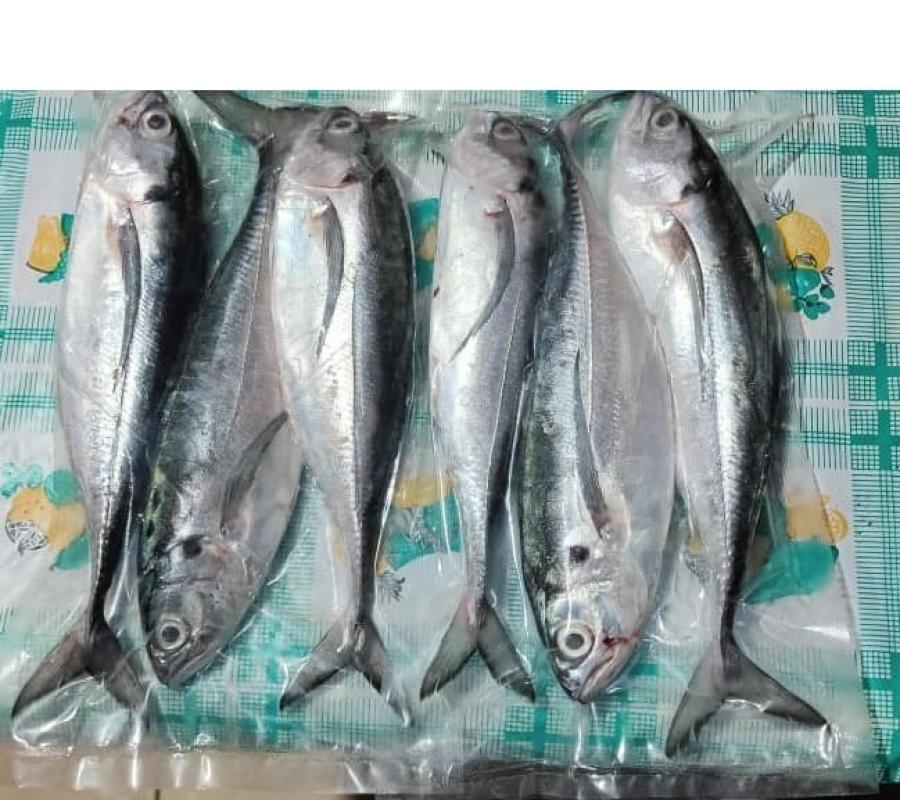 Ikan Selar Tetengkek
