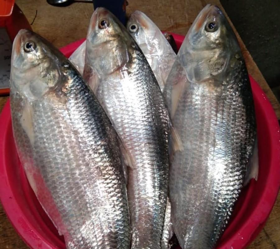 Ikan Terubuk