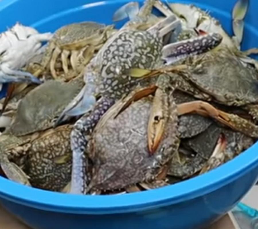 Rajungan/blue crabs fresh 1kg