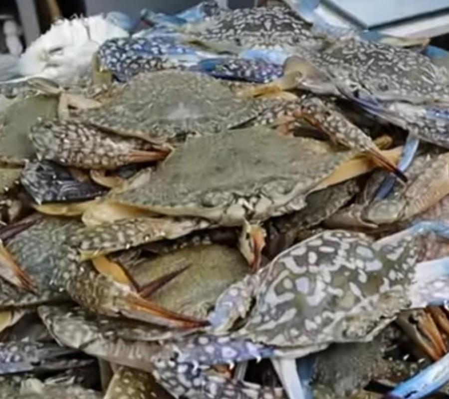 Rajungan/blue crabs fresh 1kg