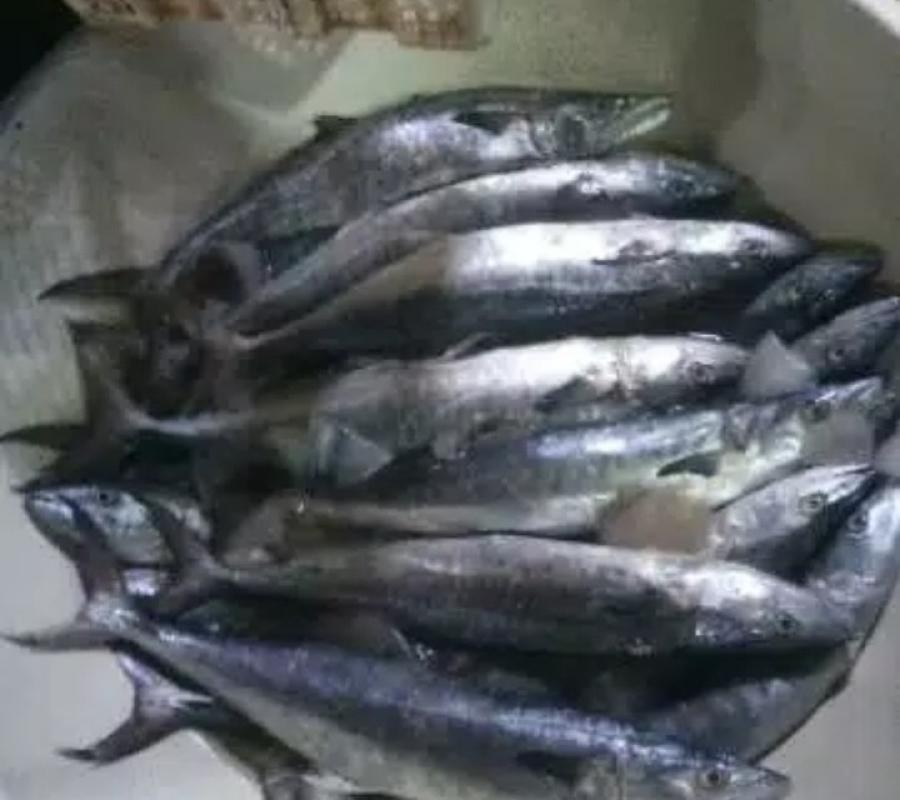 Ikan Tenggiri