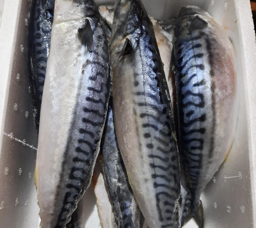 Ikan Makarel