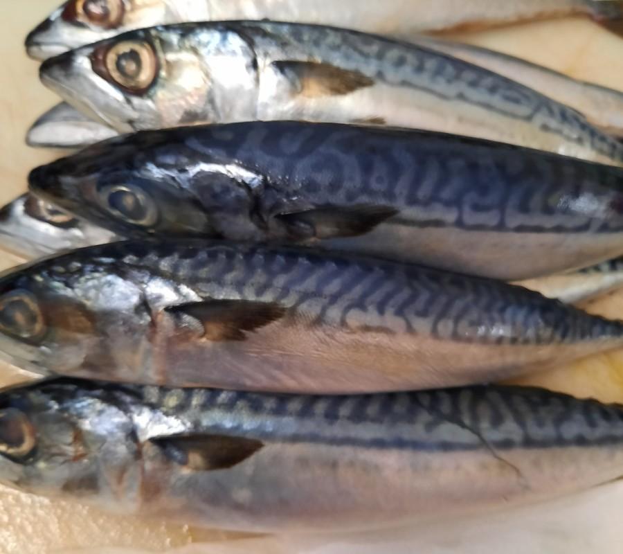 Ikan Makarel